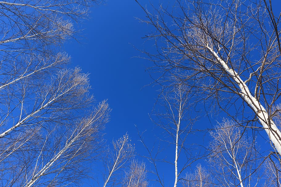 mohe, blue, sky, birch forest, trunk, straight, tree, plant HD wallpaper