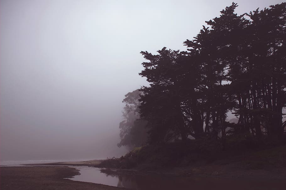 silhouette plant, coast, shore, trees, plants, nature, foggy HD wallpaper