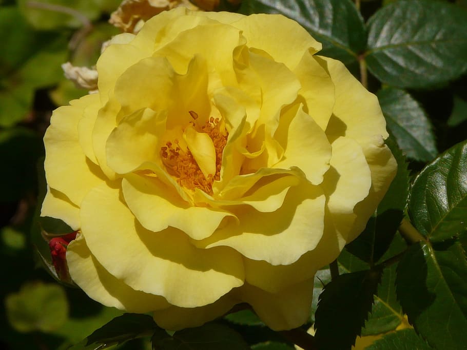 macro, pink, yellow, garden, flower, flowering plant, beauty in nature HD wallpaper