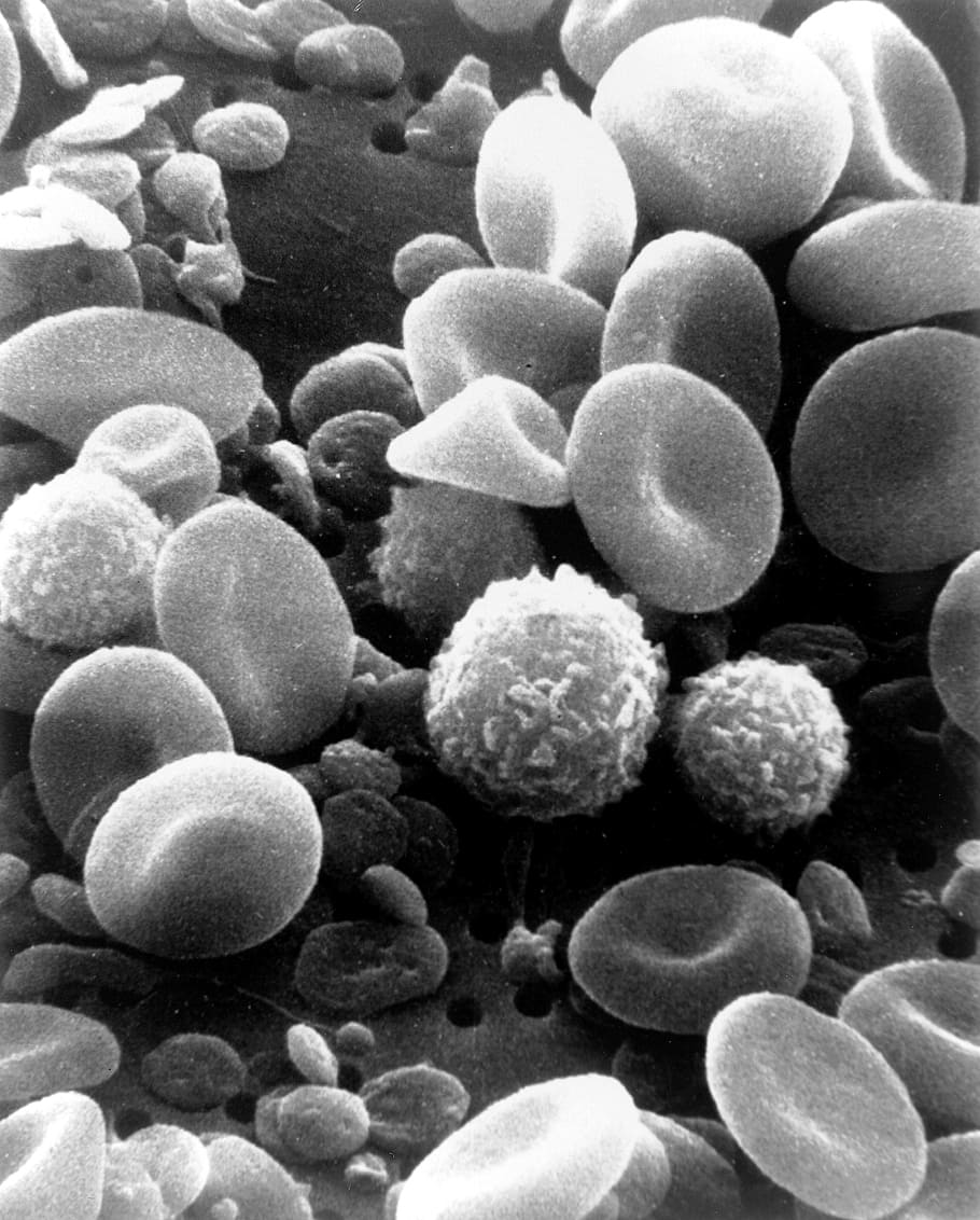 grayscale photo of human body cells, blood cells, electron microscope