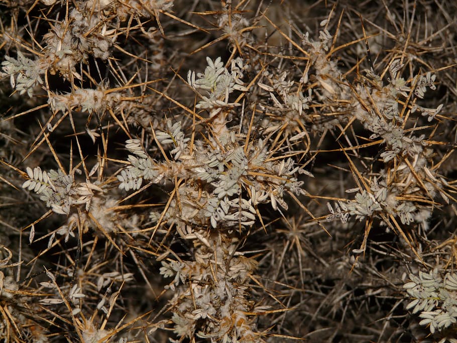 Brambles, Plant, Prickly, Scrub, Spiny, dry, no people, nature HD wallpaper