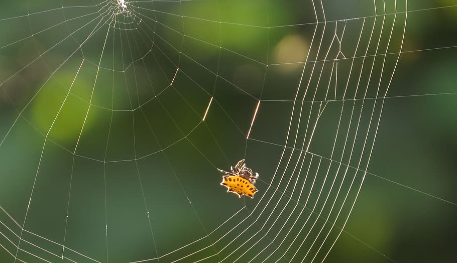 spider, web, arachnid, insect, colombia, invertebrate, spider web HD wallpaper