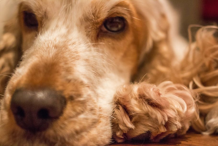 dog, cocker, pet, cocker spaniel, orange mold, english cocker spaniel HD wallpaper
