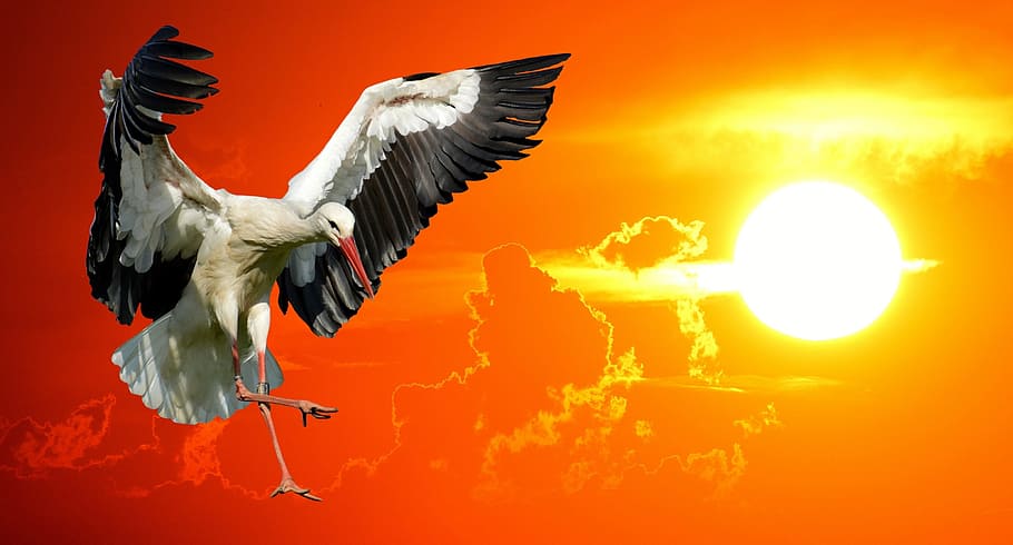 stork, fly, sunset, elegant, feather, bird, plumage, nature HD wallpaper