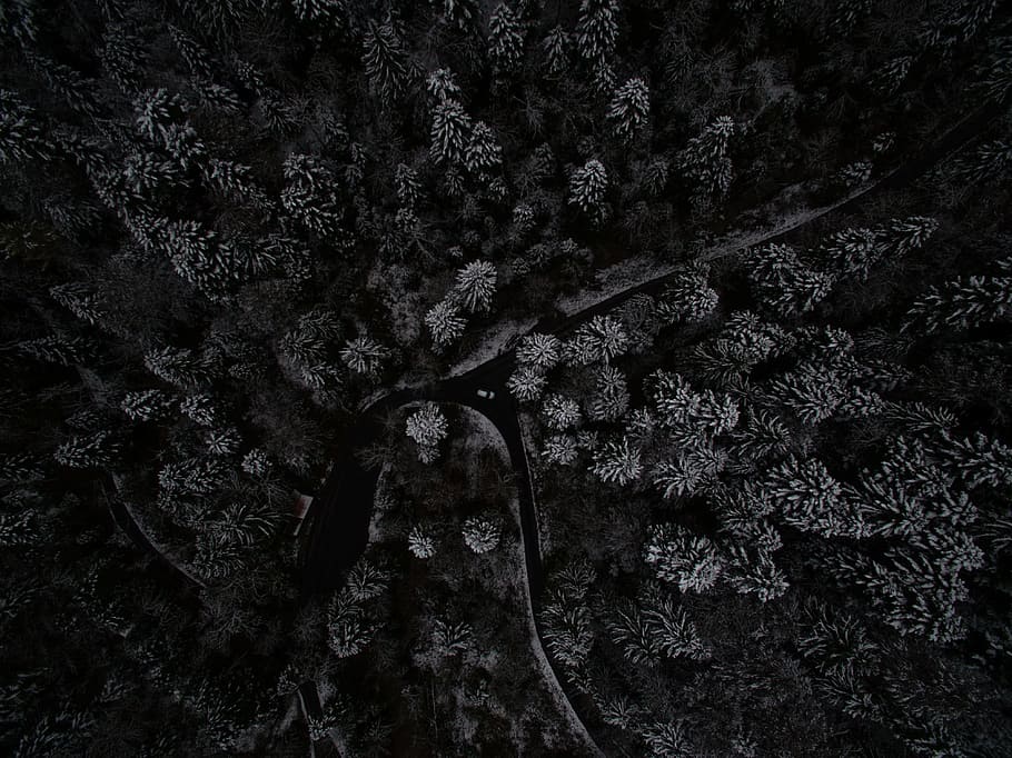 aerial, view, dark, night, tree, plant, growth, nature, no people HD wallpaper
