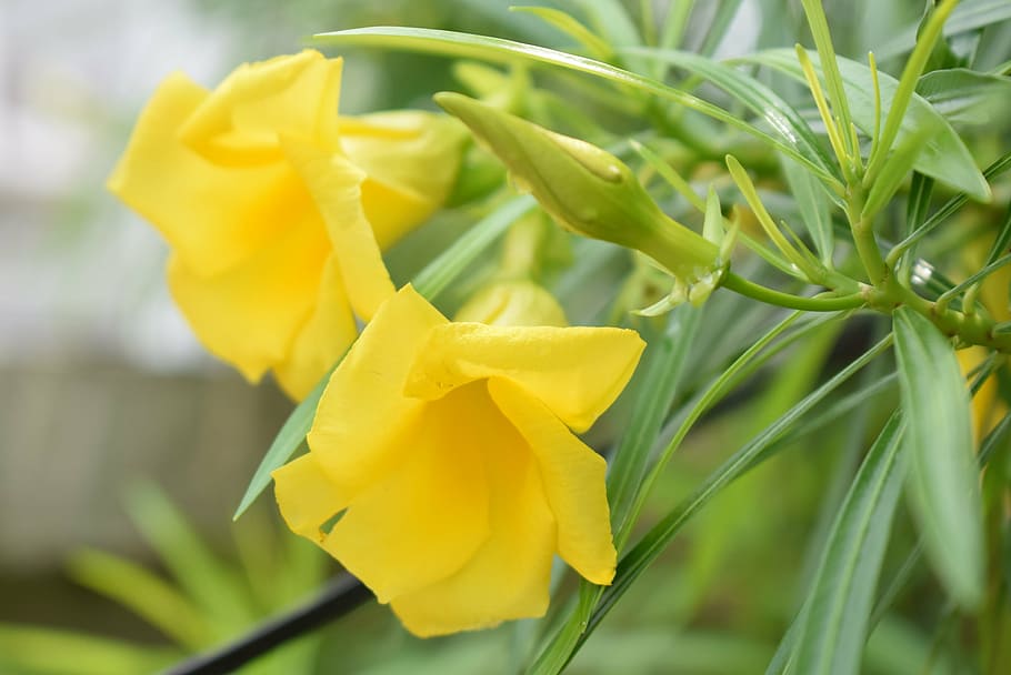 flower, oleander, blossom, yellow, flowering plant, freshness HD wallpaper