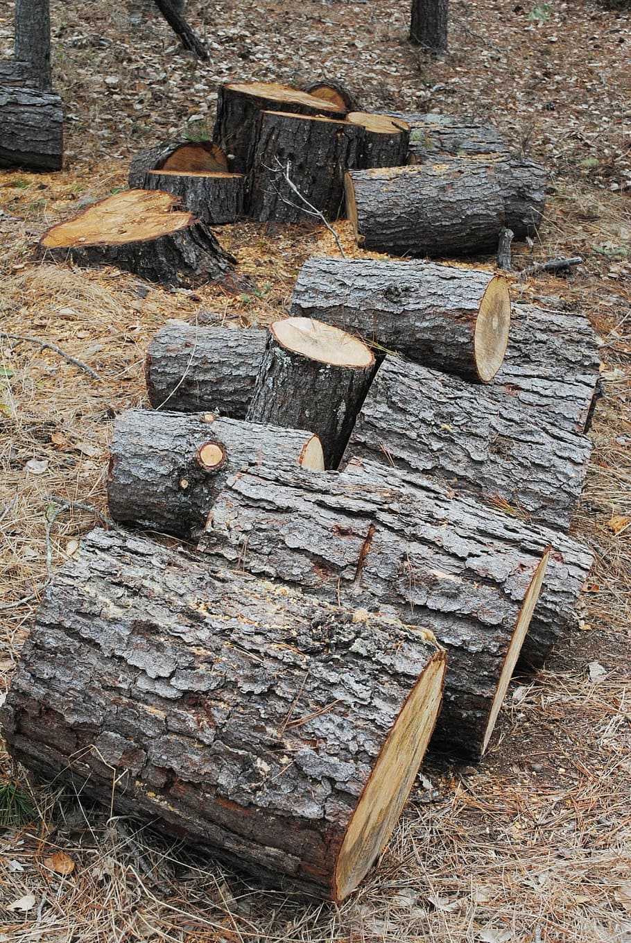 tree, logs, lumber, wood, forest, environment, logging, branch HD wallpaper