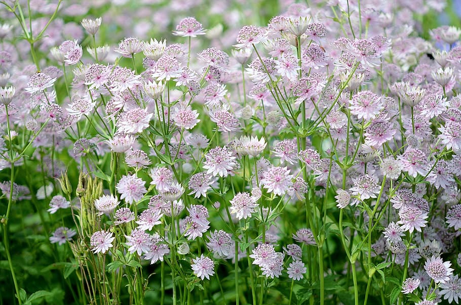 bed of white petaled flowers, spring, pink, nature, background HD wallpaper