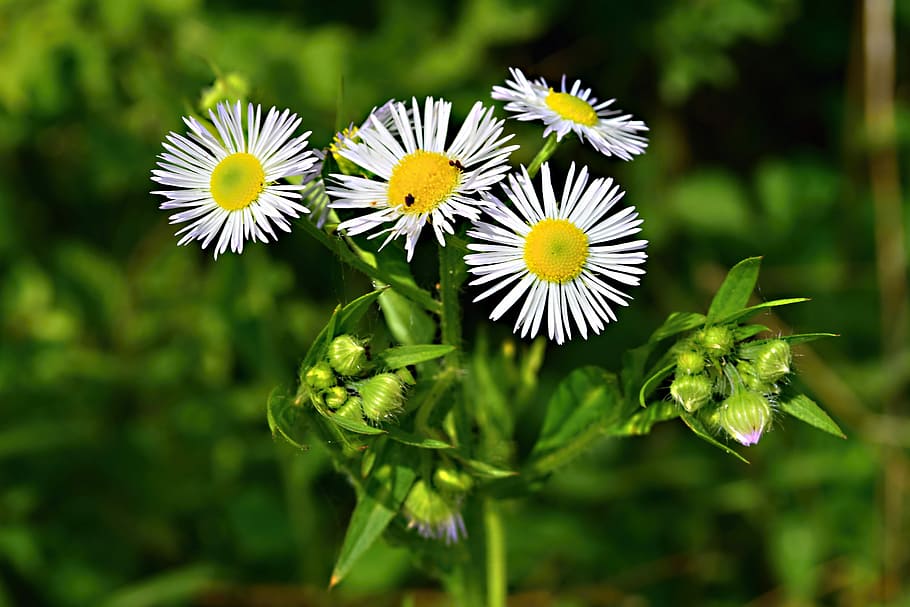 field bloom, meadow, macro, flower, flowering plant, freshness HD wallpaper