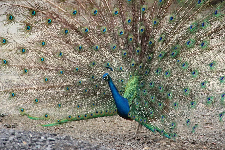 peacock, ave, feathers, animal themes, animal wildlife, vertebrate HD wallpaper