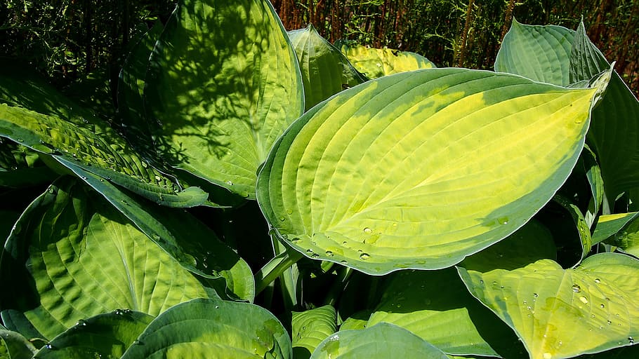 foliage, host, nature, yellow, green, spring, yellow leaves HD wallpaper