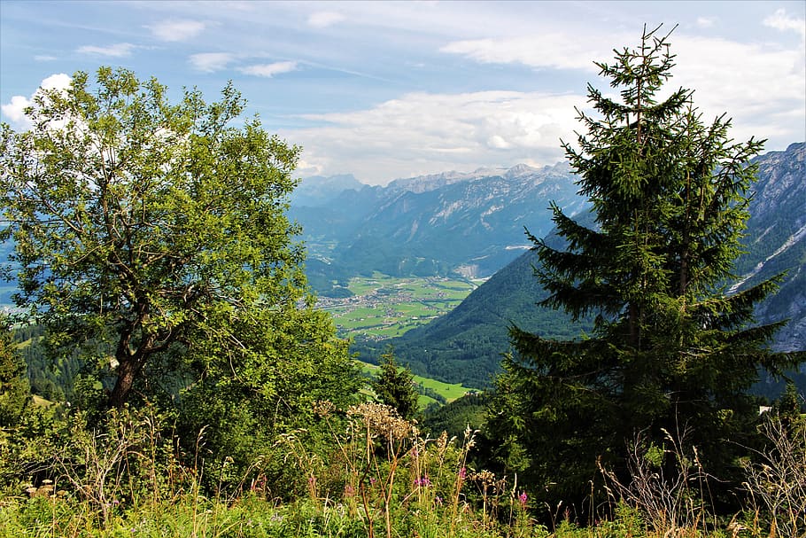 alpine, ross field, tree, plant, beauty in nature, growth, mountain HD wallpaper