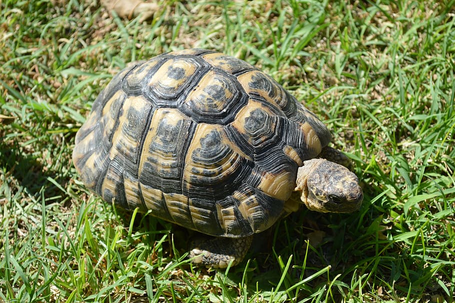 HD wallpaper: turtle, moorish turtle, greek tortoise, animal themes ...