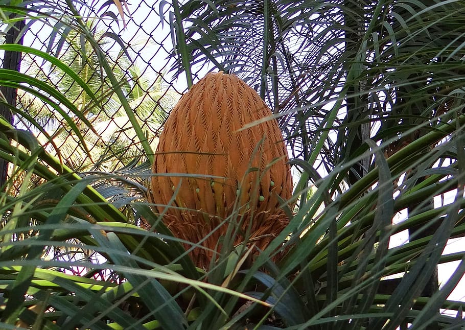 cycad, sago palm, cone, female, karnataka, india, plant, tree, HD wallpaper
