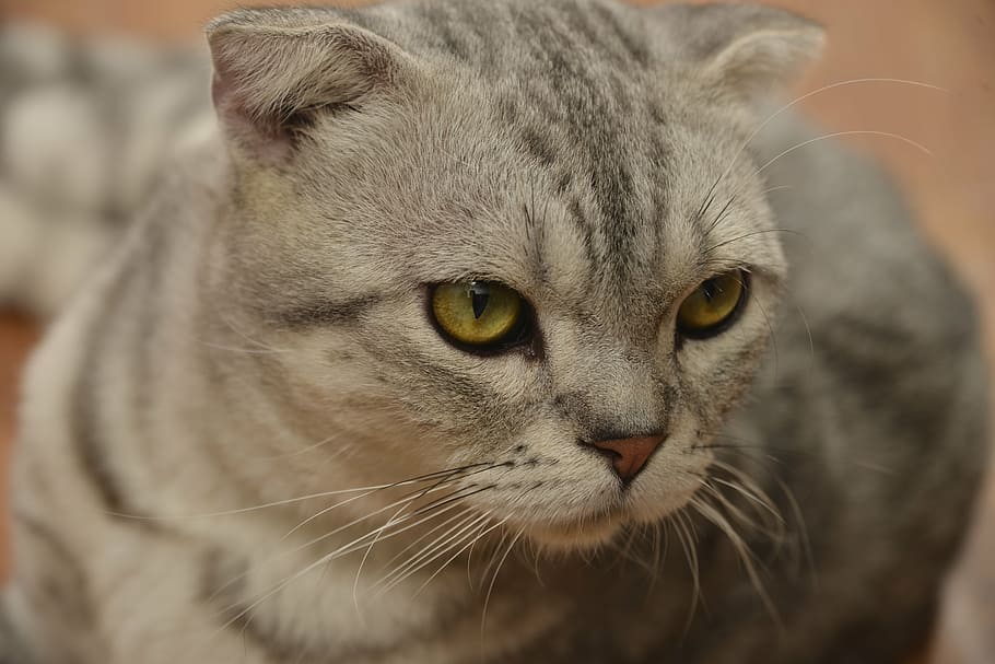 cat, cute, clean, gray fur, animal portraits, pets, domestic Cat HD wallpaper