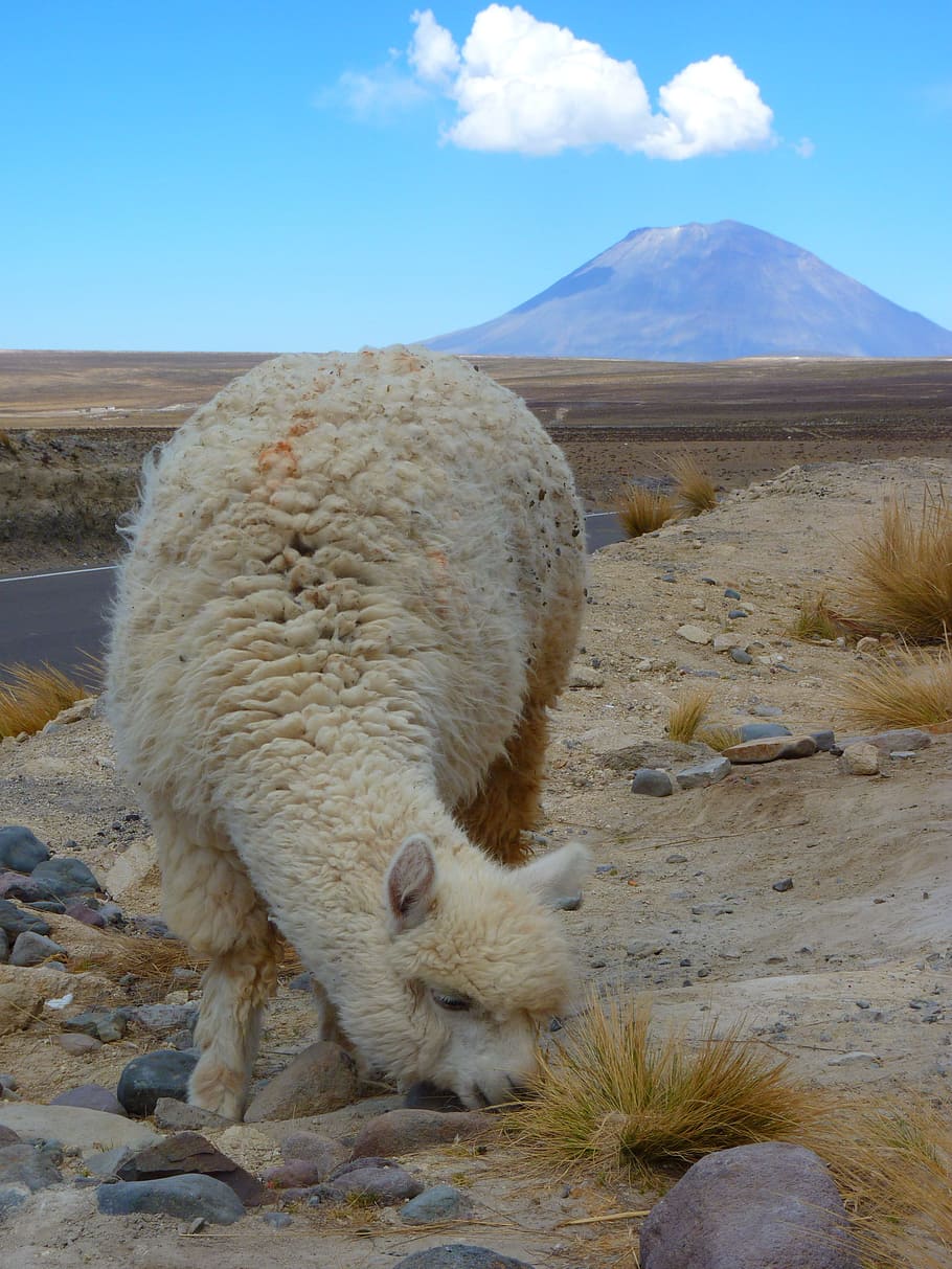 Alpaca, Vicugna Pacos, Volcano, El Misti, peru, arequipa, landmark, HD wallpaper