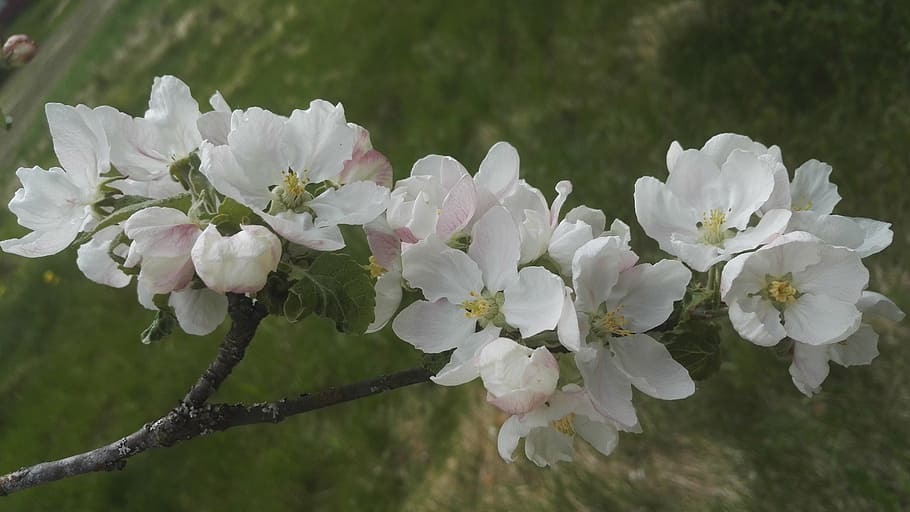 apple tree, white, white flower, flowering plant, freshness HD wallpaper