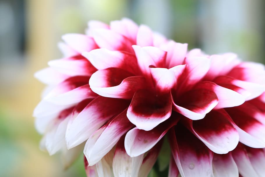 flower, red, white, nature, spring, garden, close, flowering plant HD wallpaper