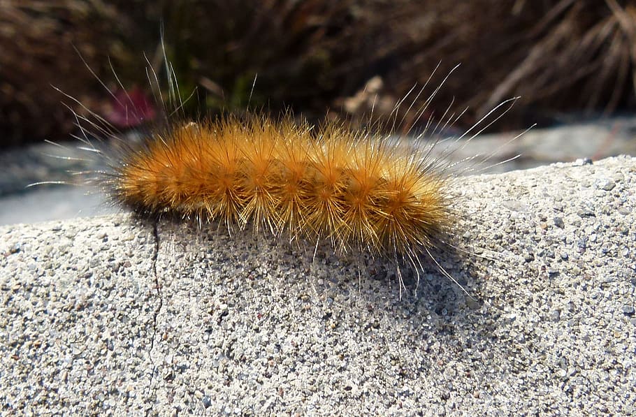 caterpillar-wooly-bear-virginia.jpg