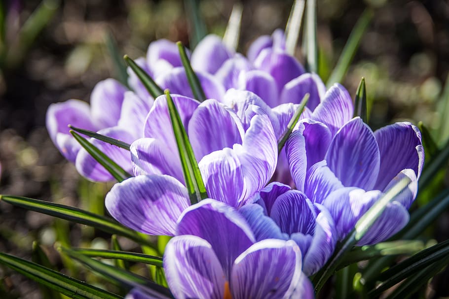 crocus, spring, flower, purple, green, nature, pointed flower HD wallpaper
