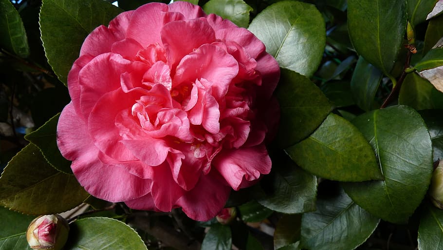 camellia, shrub, blossom, flowering plant, beauty in nature, HD wallpaper