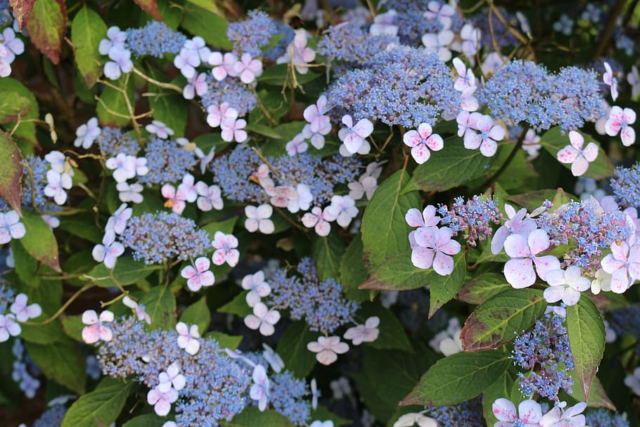 Hydrangea, Garden, Plate, plate hydrangea, flower, leaf, green color HD wallpaper
