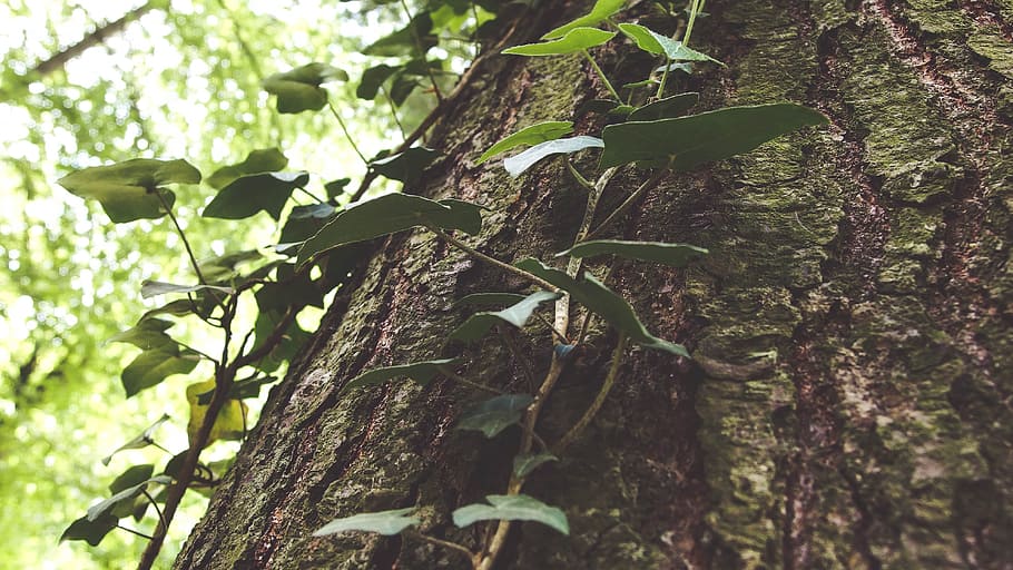 Bark, Climber, Forest, Green, Nature, park, plant, poland, tree HD wallpaper