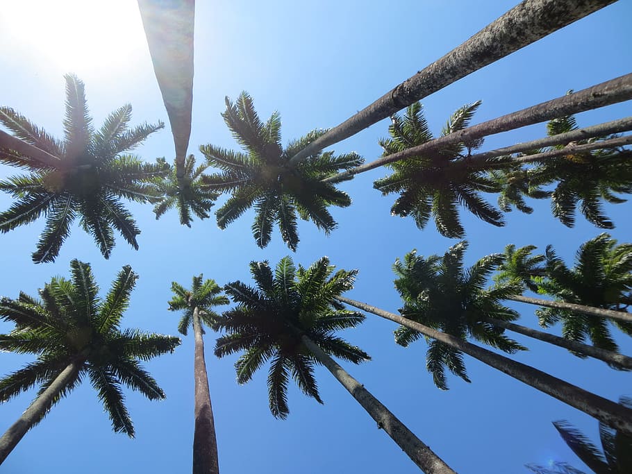 low angle photography of coconut trees, low-angle photography of coconut trees HD wallpaper
