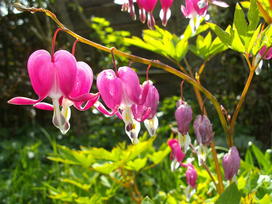 Spring, Bleeding Heart, Blossom, Bloom, nature, pink, heart shaped HD wallpaper