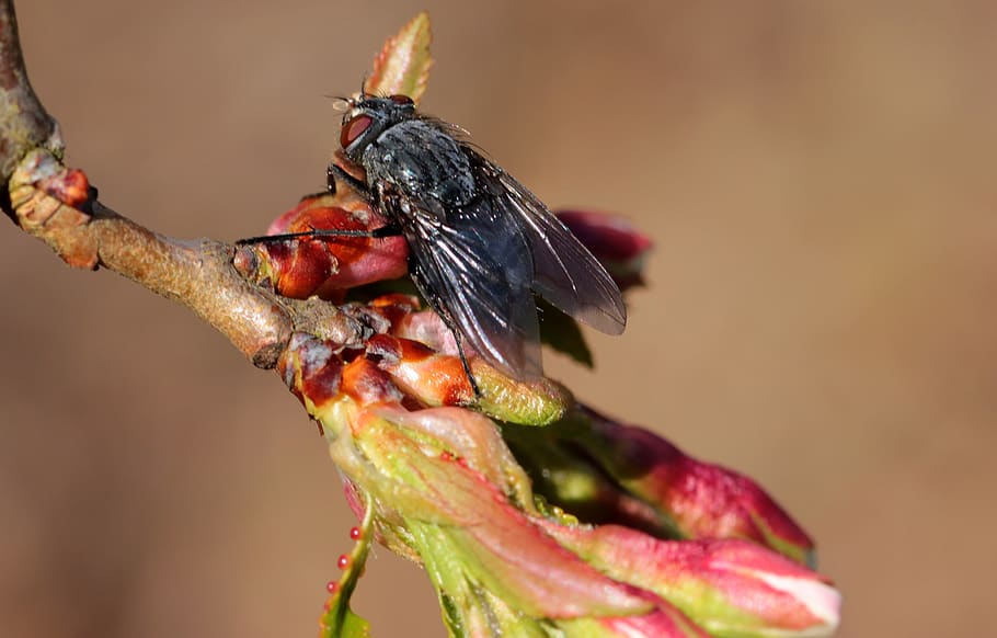 fly, insect, whopper, small, sitting, wing, cherry blossom HD wallpaper