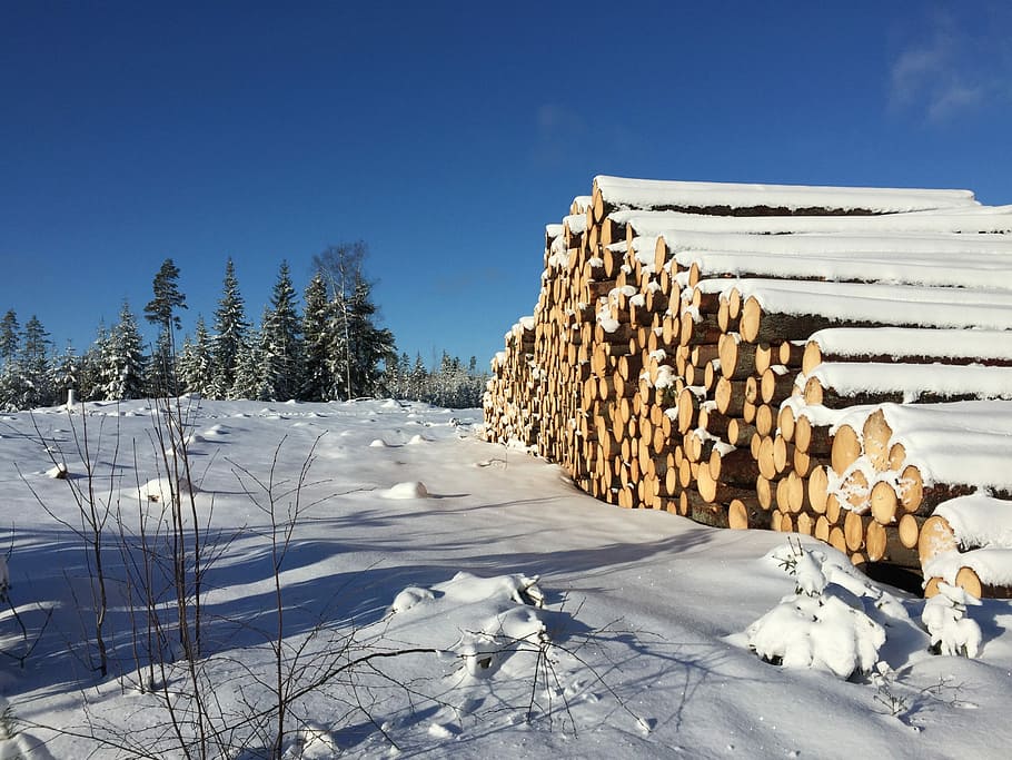 Winter, Landscape, Finland, Felled, Trees, winter landscape, HD wallpaper