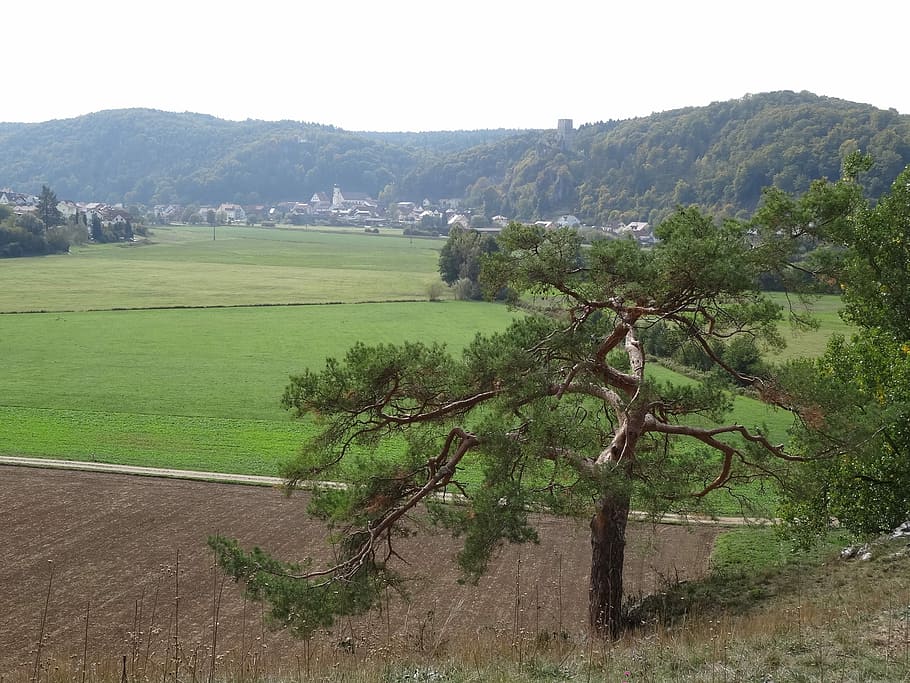 Lonely, Tree, Alone, autumn landscape, mountains, forests, show HD wallpaper