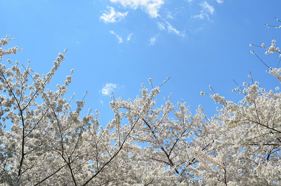 white leafed trees, flowers, day, time, blue, sky, clouds, nature HD wallpaper