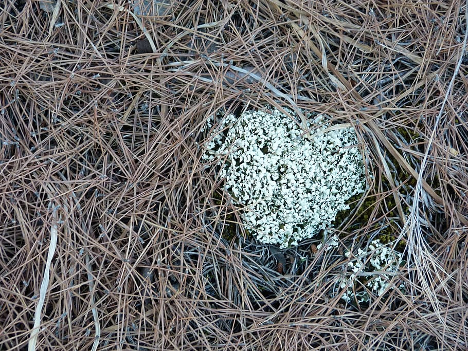 lichen, nature, ecology, high angle view, plant, animal nest HD wallpaper