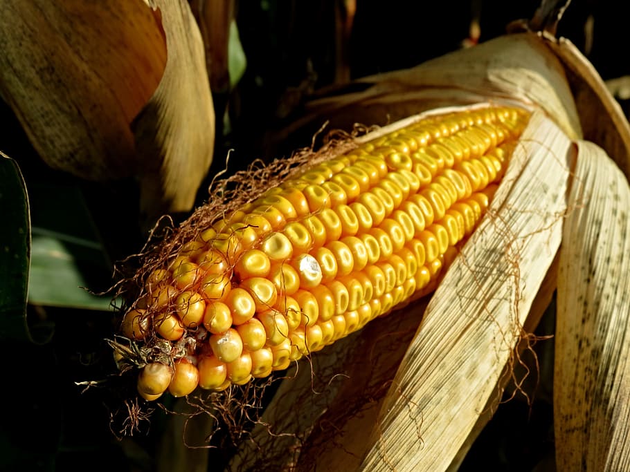 Corn On The Cob, Fodder, Maize, Field, fodder maize, plant HD wallpaper