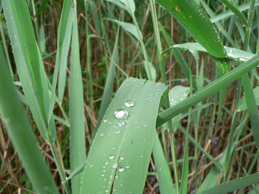 plant, leaf, green, dew, nature, water, green leaf, green color HD wallpaper