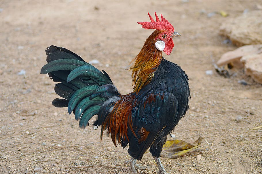 closeup photo of black and red rooster, gallo, colors, ave, colorful