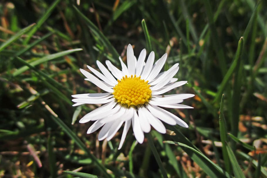 flower, spring, white, flowering plant, freshness, beauty in nature HD wallpaper