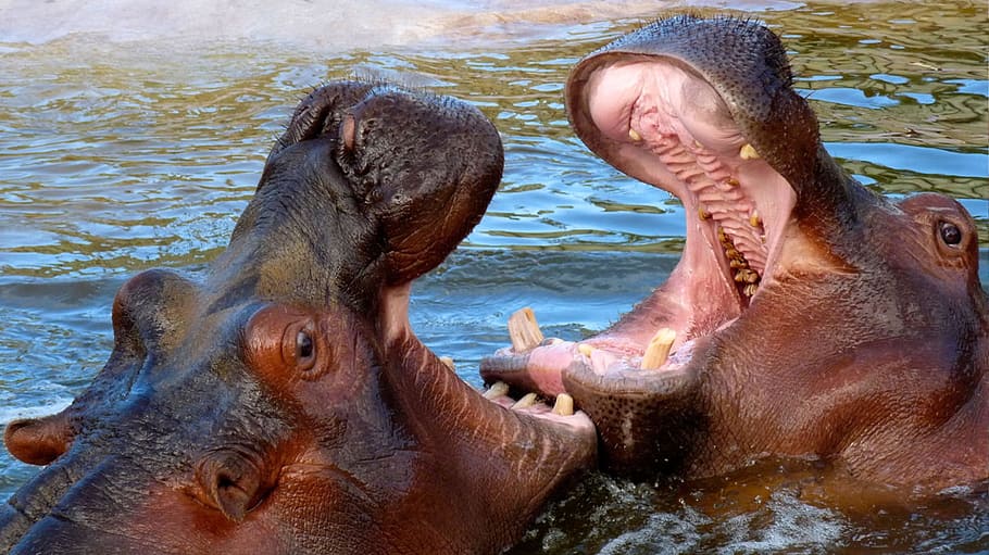 HD wallpaper: animals, hippo, wild animals, africa, water, hippopotamus,  animal themes | Wallpaper Flare