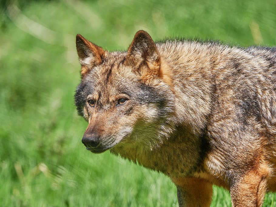 selective focus photo of wolfd, scheu, nature, forest, animal HD wallpaper