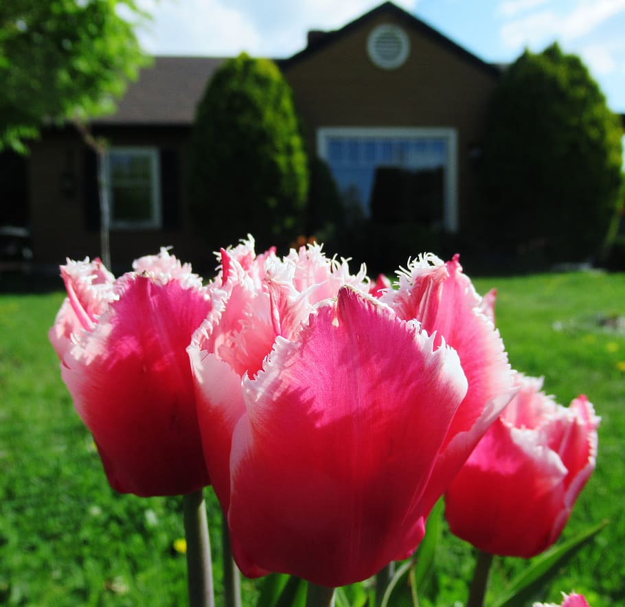 tulip, house, spring, flowers, plant, flowering plant, fragility HD wallpaper
