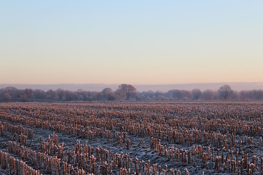 winter, tree, landscape, morgenstimmung, skies, sky, nature HD wallpaper