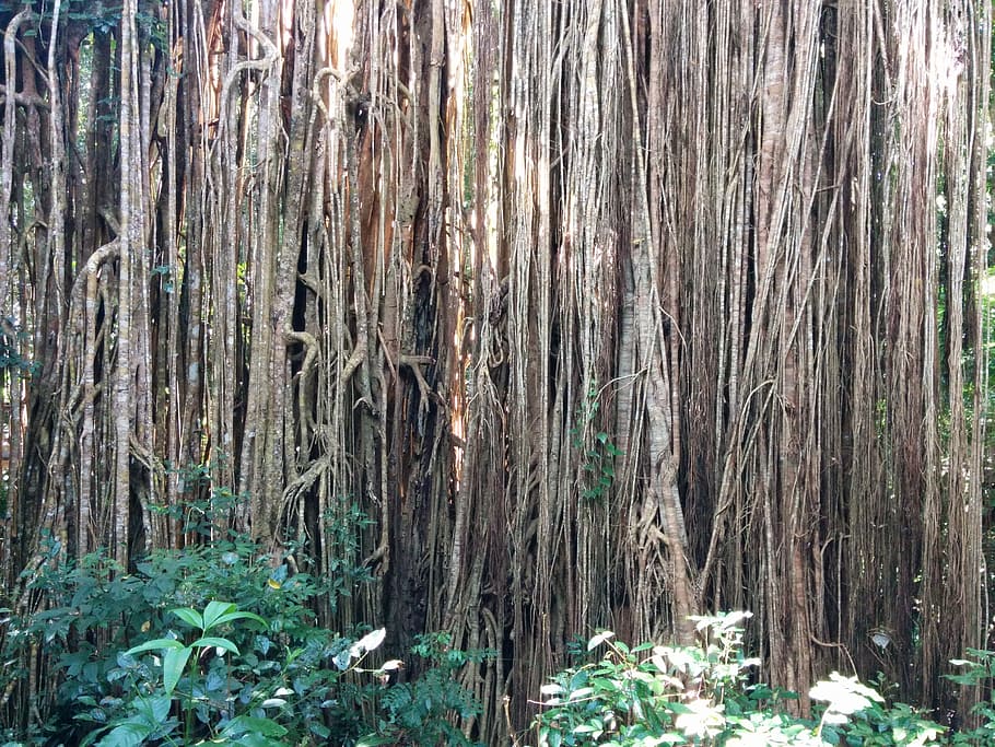 roots, ficus, tree, forest, plant, tropical, trunk, rainforest HD wallpaper