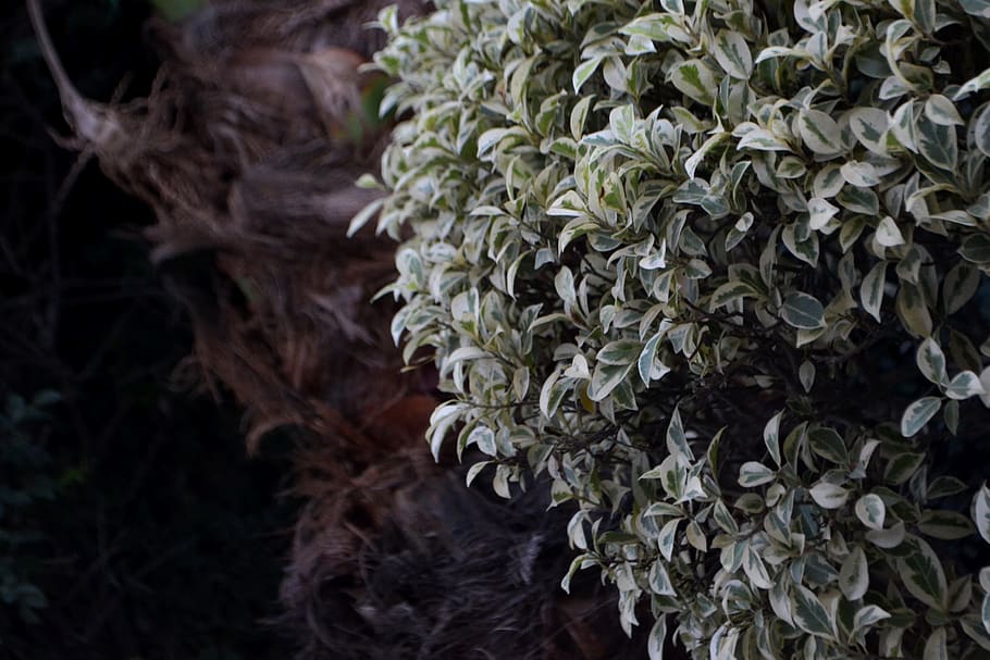 plant, tree, macro, growth, no people, close-up, nature, plant part HD wallpaper