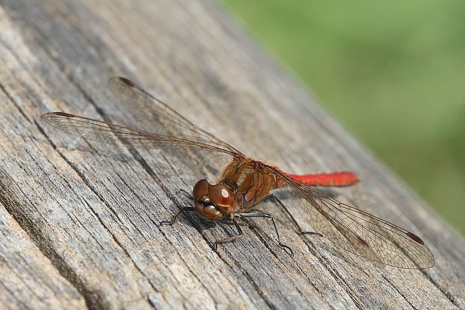 dragonfly, red, macro, nature, insect, predator, crimson heidelibelle HD wallpaper