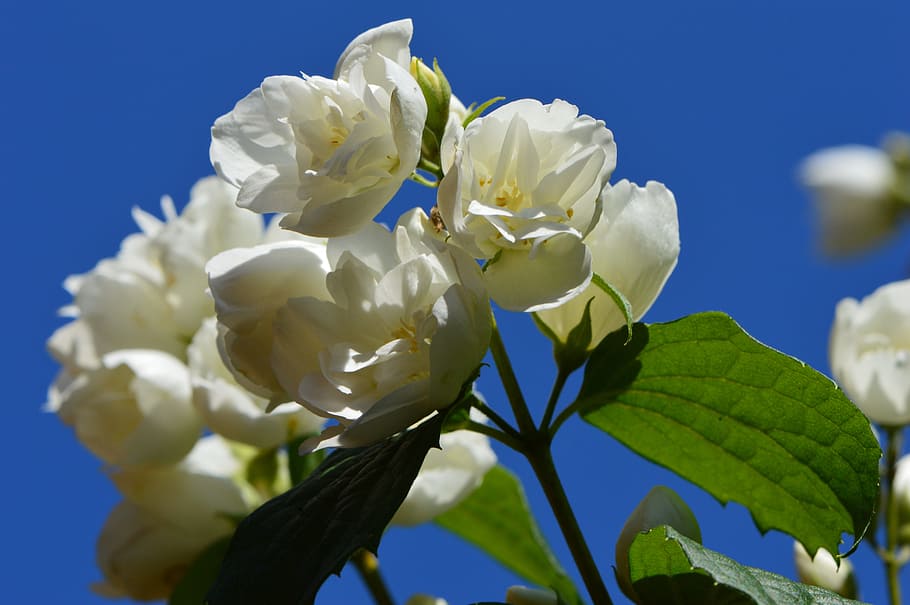 Flower, White, Spring, Blossom, jasmin, bloom, nature, white flower HD wallpaper