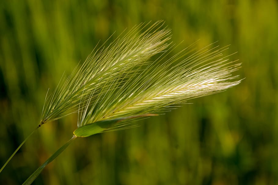 tilt shift photography of green leaf plant, plants, herbs, fields HD wallpaper