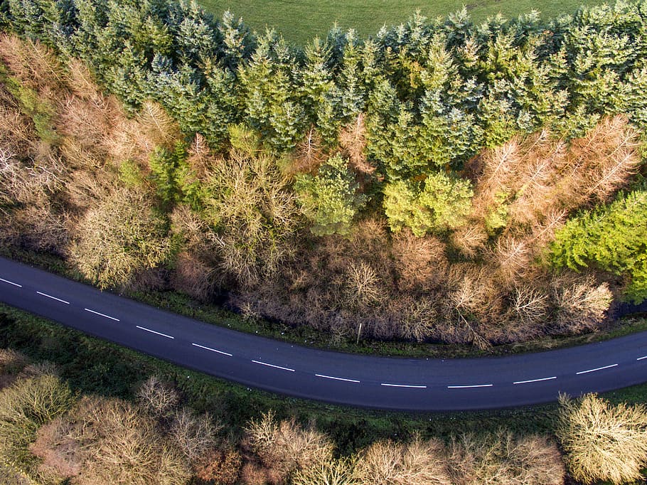 road, ariel, tree, autumn, landscape, scenic, high, travel HD wallpaper