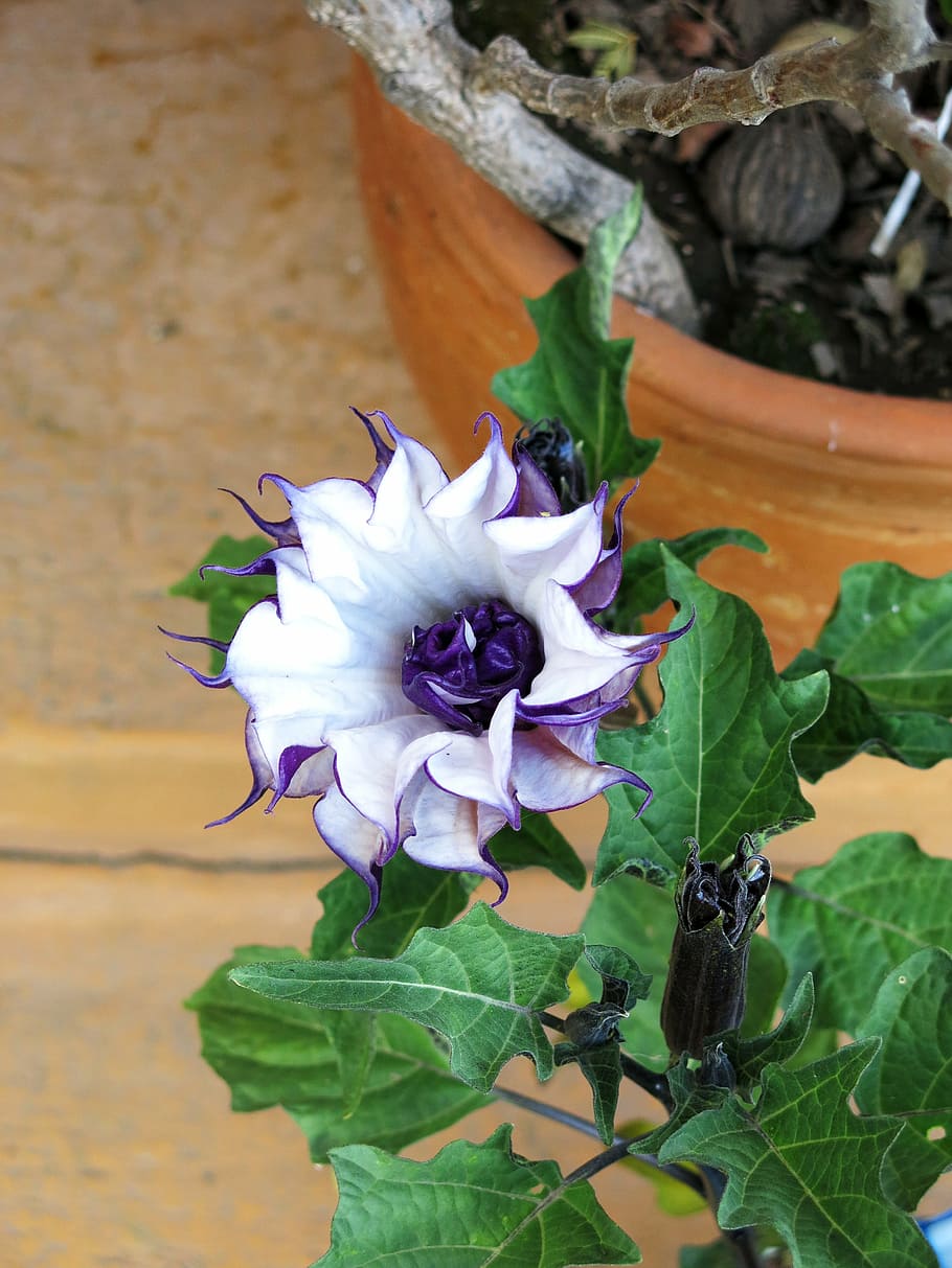 flower, nature, blooming, plant, leaf, plant part, flowering plant HD wallpaper