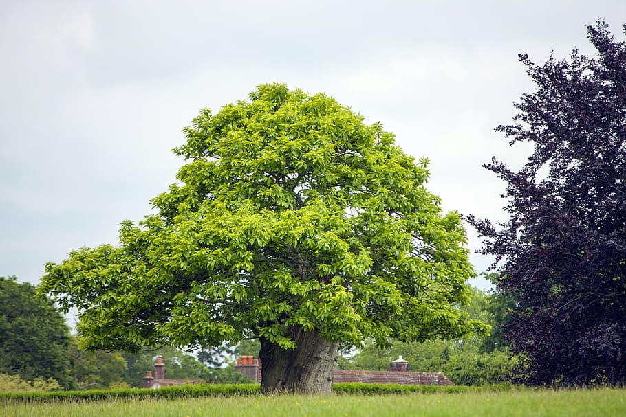 tree, field, nature, sky, green, landscape, summer, meadow HD wallpaper
